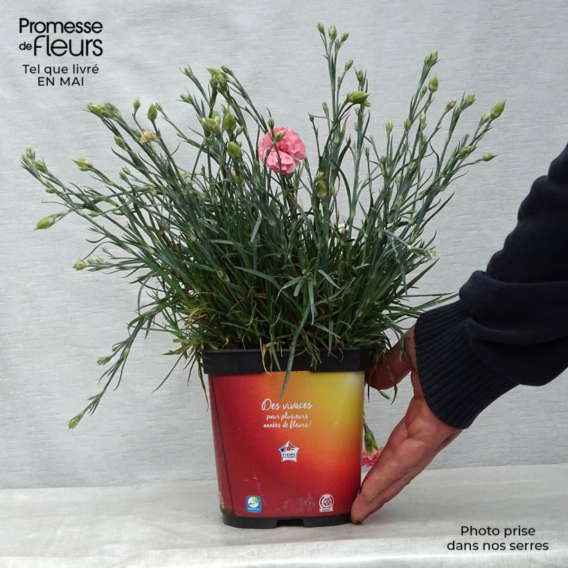 Clavel coronado Scent First Romance - Dianthus plumarius Maceta 2L/3L Ejemplar entregado en la primavera