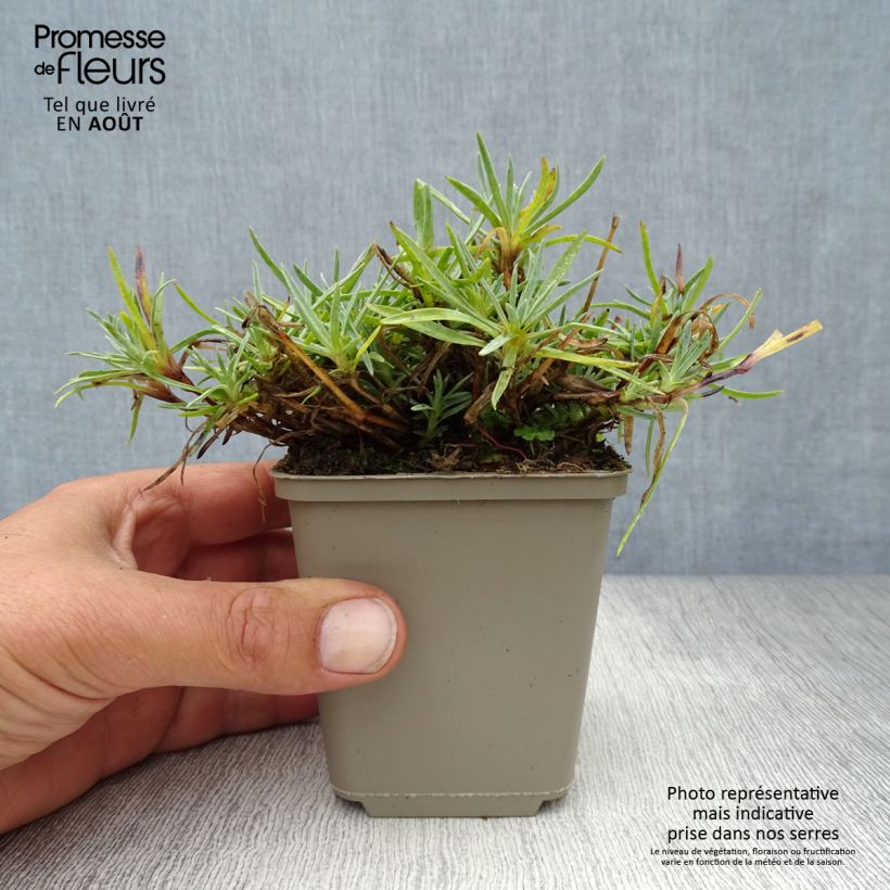 Ejemplar de Clavel coronado Warden Hybrid - Dianthus plumarius Maceta de 8/9 cm entregado en verano