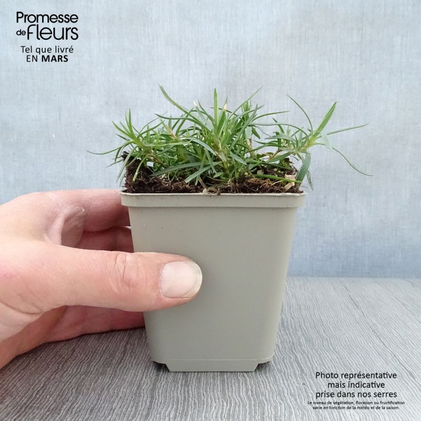 Dianthus spiculifolius - Clavel Maceta de 8/9 cm Ejemplar entregado en la primavera