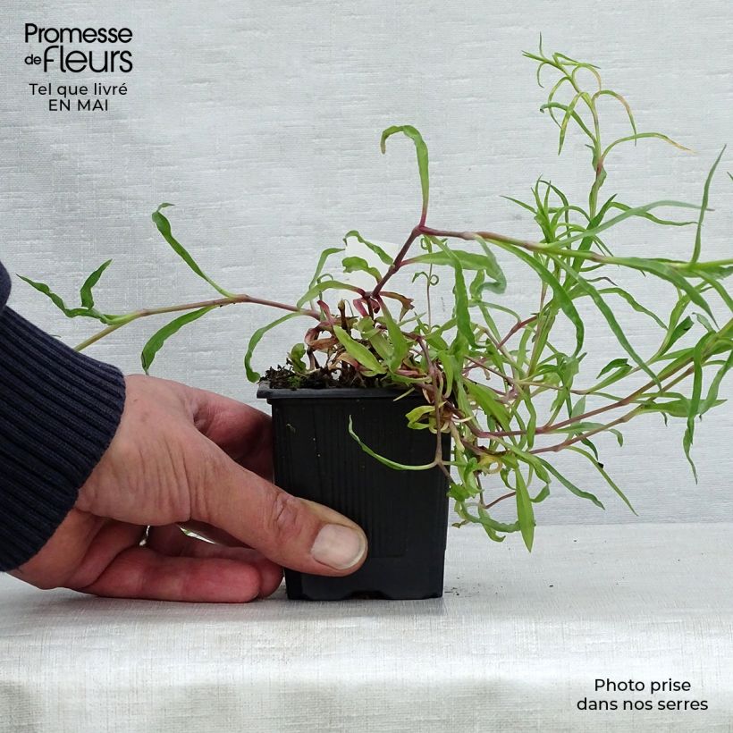 Dianthus superbus - Clavelito común Maceta de 8/9 cm Ejemplar entregado en la primavera