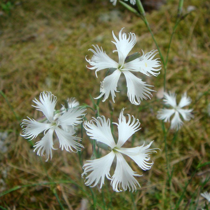 Dianthus squarrosa Berlin Snow - Clavel (Floración)