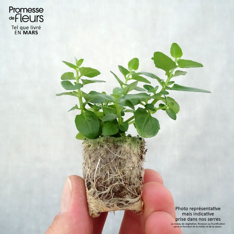 Diascia Breeze Plus Pink minicepellón: Ø 1,5/2,5 cm Ejemplar entregado en la primavera