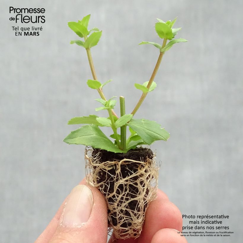Diascia Sundascia Up Peach minicepellón: Ø 1,5/2,5 cm Ejemplar entregado en la primavera