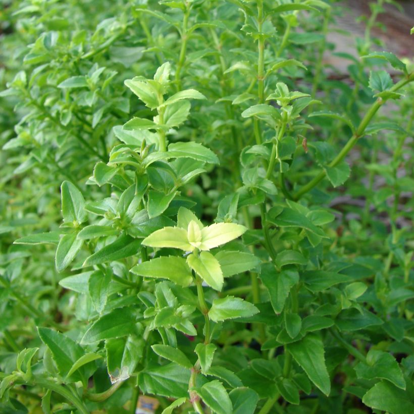 Diascia Ruby Field (Follaje)