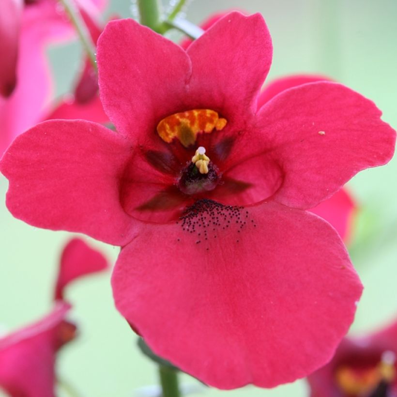 Diascia Ruby Field (Floración)