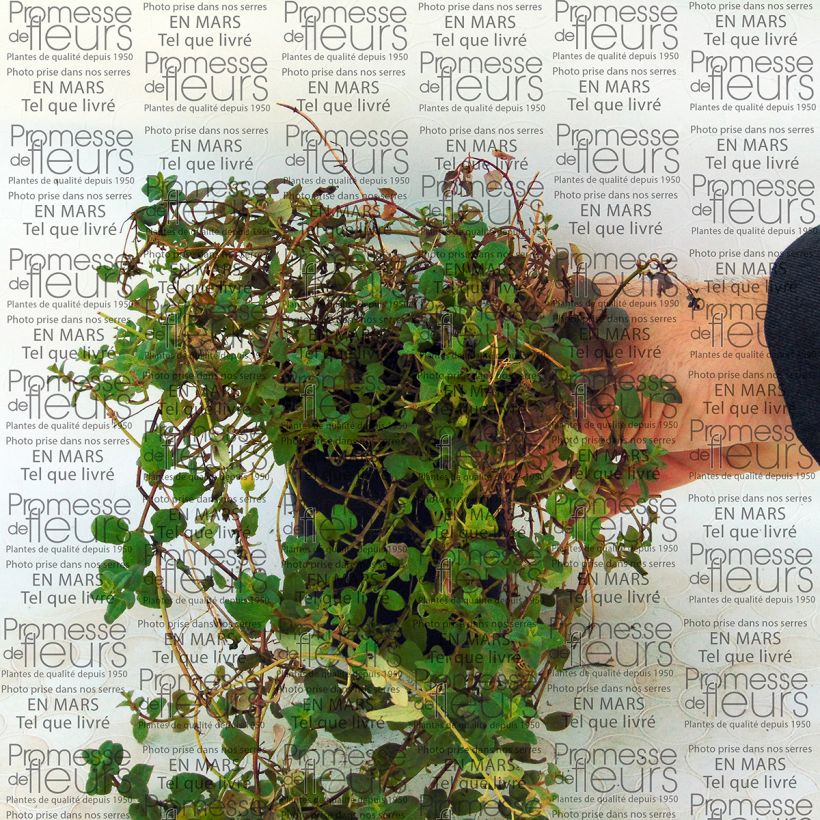 Ejemplo de ejemplar de Diascia Blackthorn Apricot Maceta de 8/9 cm tal y como se entrega