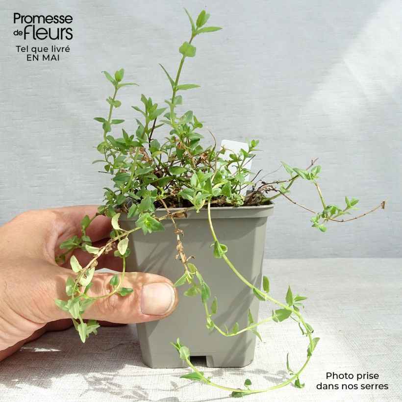 Diascia Ruby Field Maceta de 8/9 cm Ejemplar entregado en la primavera