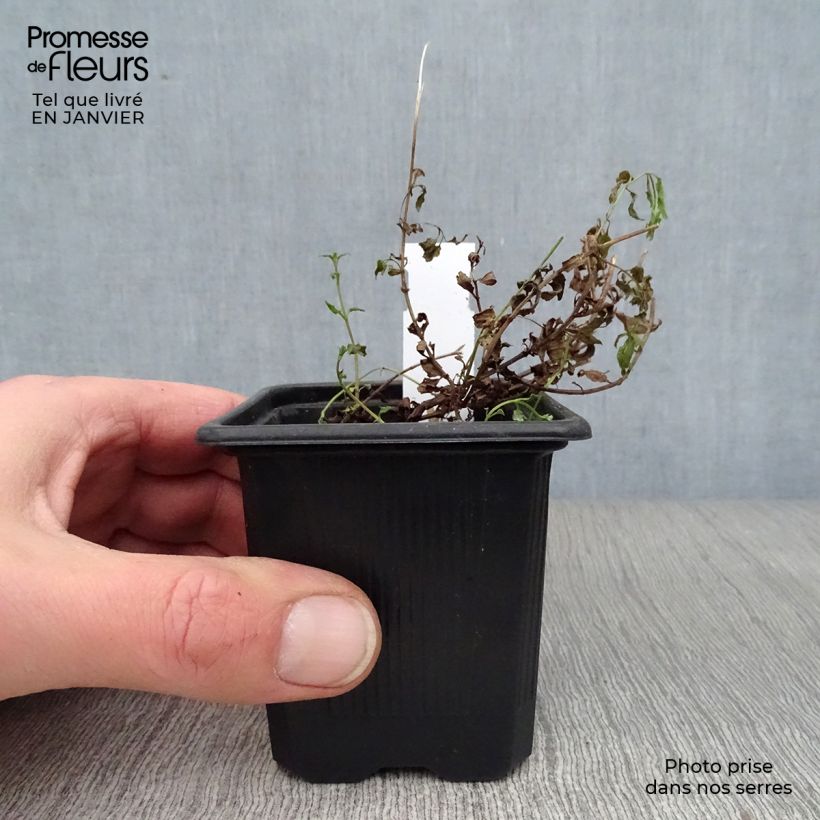 Diascia Ruby Field Maceta de 8/9 cm Ejemplar entregado en invierno