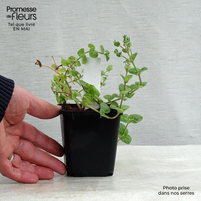 Diascia fetcaniensis Maceta de 8/9 cm Ejemplar entregado en la primavera