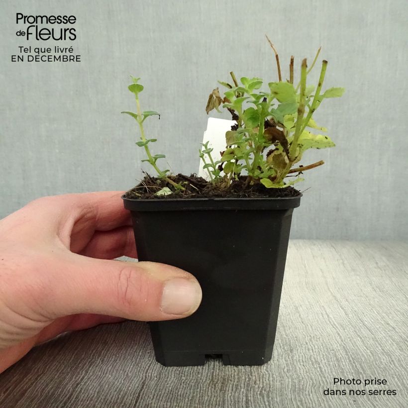 Diascia fetcaniensis Maceta de 8/9 cm Ejemplar entregado en invierno