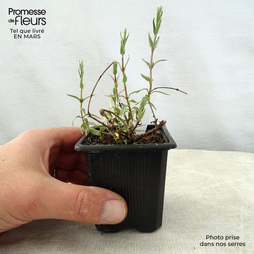 Diascia integerrima Maceta de 8/9 cm Ejemplar entregado en la primavera