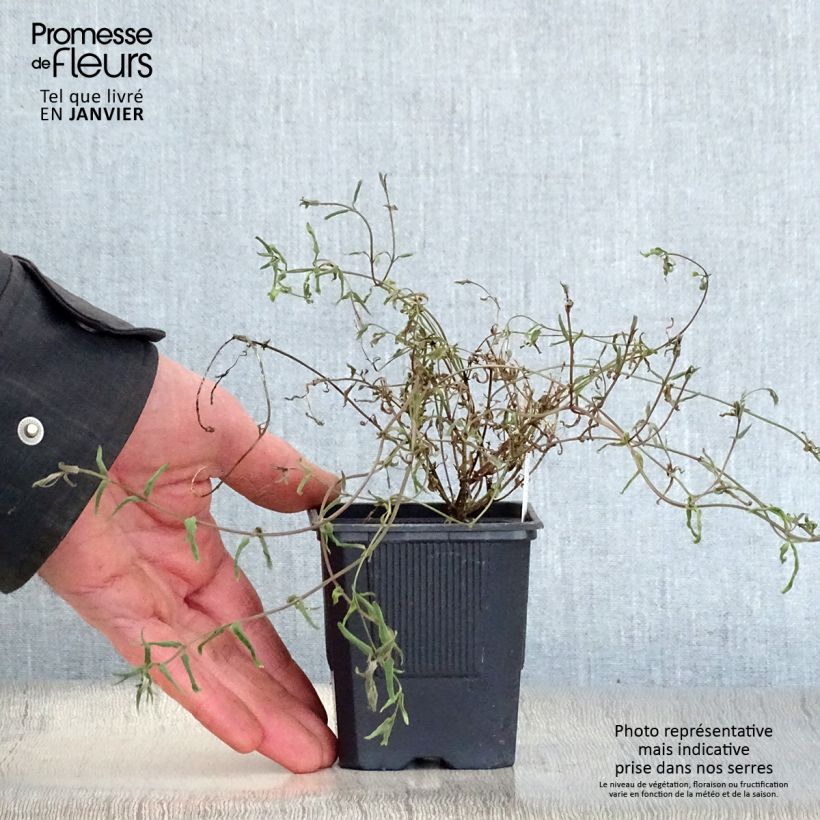 Diascia integerrima Maceta de 8/9 cm Ejemplar entregado en invierno