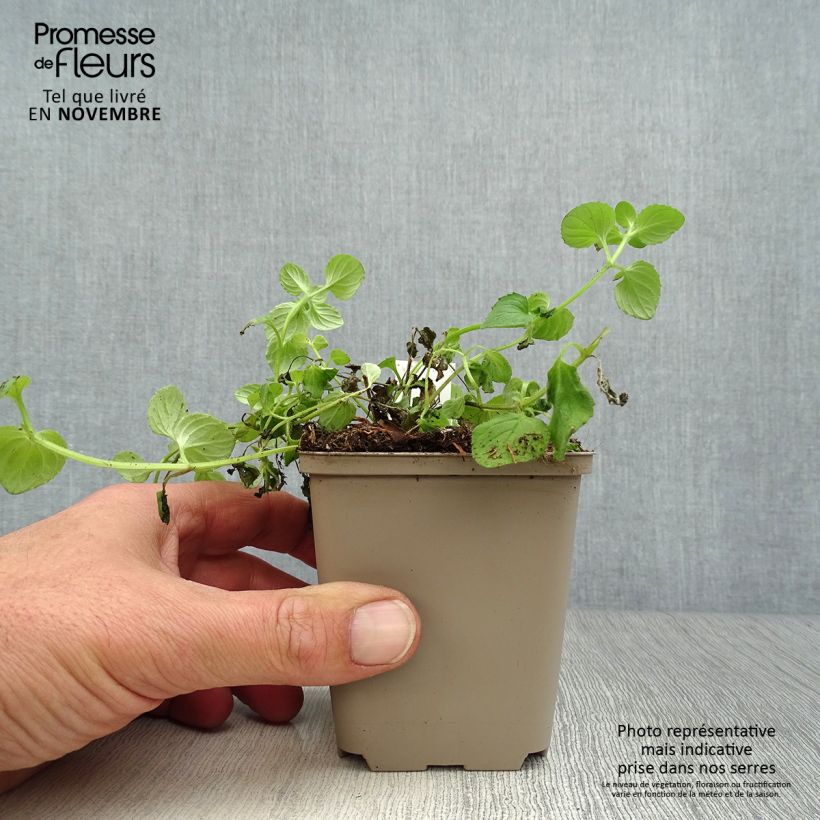 Ejemplar de Diascia vigilis Maceta de 8/9 cm entregado en otoño
