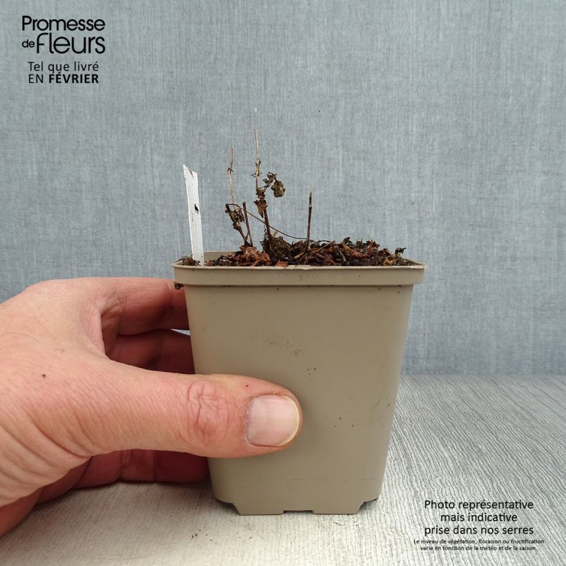 Diascia vigilis Maceta de 8/9 cm Ejemplar entregado en invierno