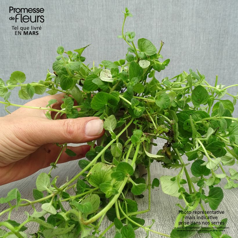 Diascia vigilis Maceta de 8/9 cm Ejemplar entregado en la primavera