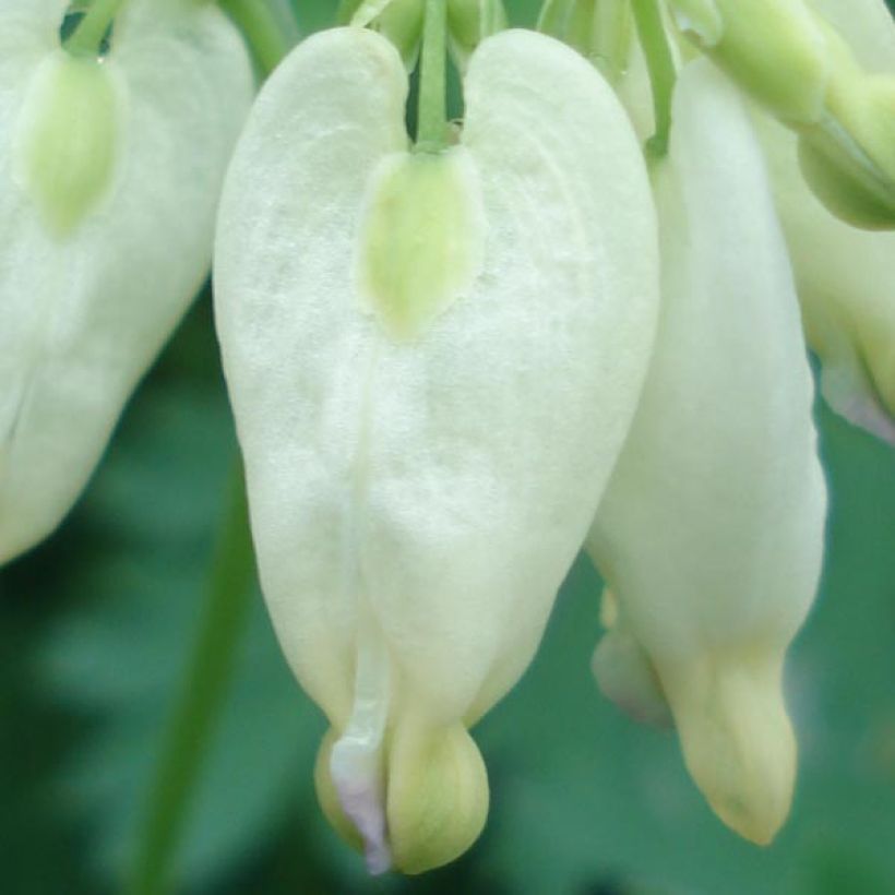 Dicentra formosa Aurora (Floración)