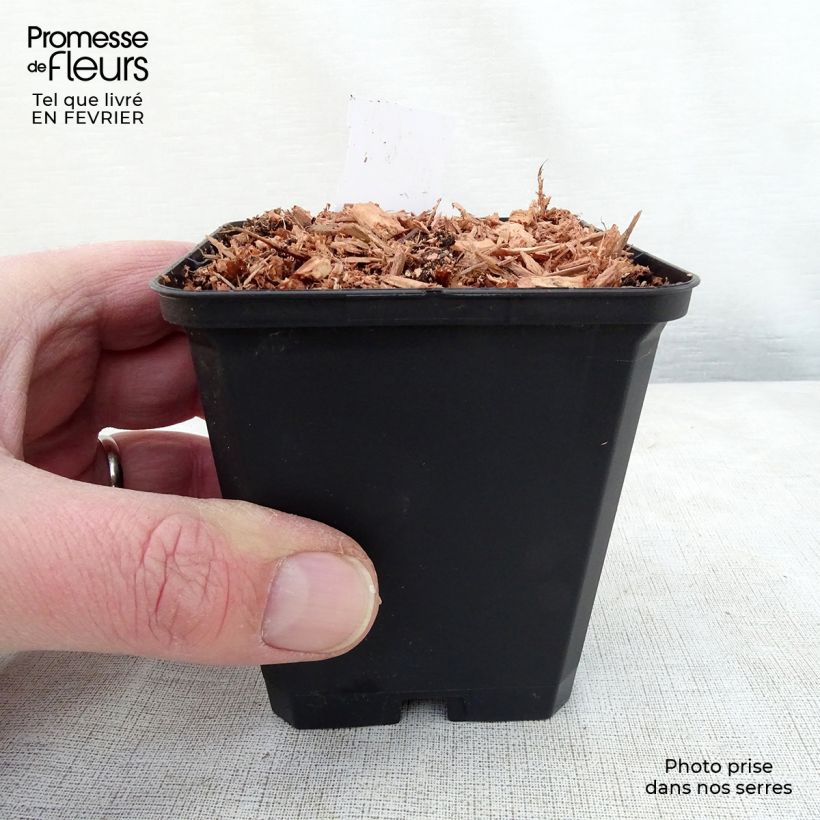 Dicentra cucullaria - Calzones de holandés Maceta de 8/9 cm Ejemplar entregado en invierno