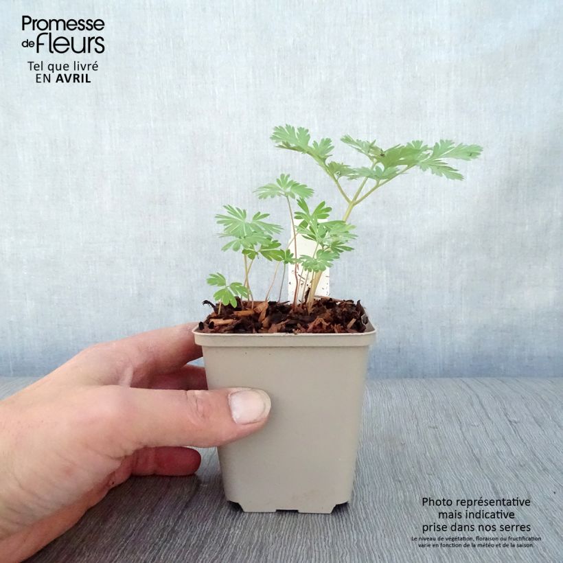 Dicentra cucullaria - Calzones de holandés Maceta de 8/9 cm Ejemplar entregado en la primavera