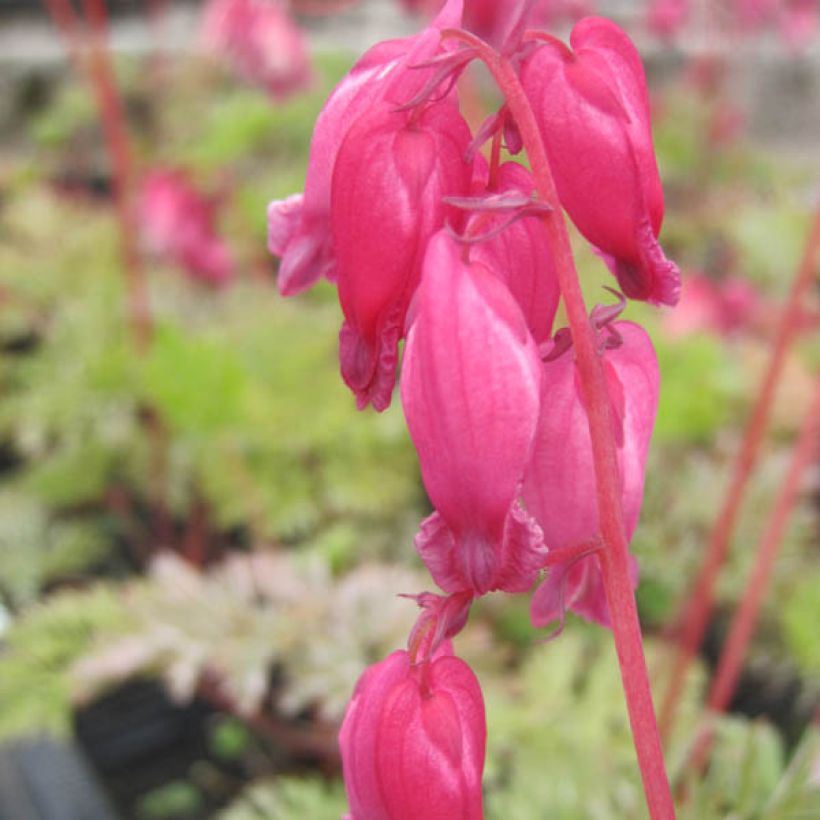 Dicentra formosa Luxuriant (Floración)
