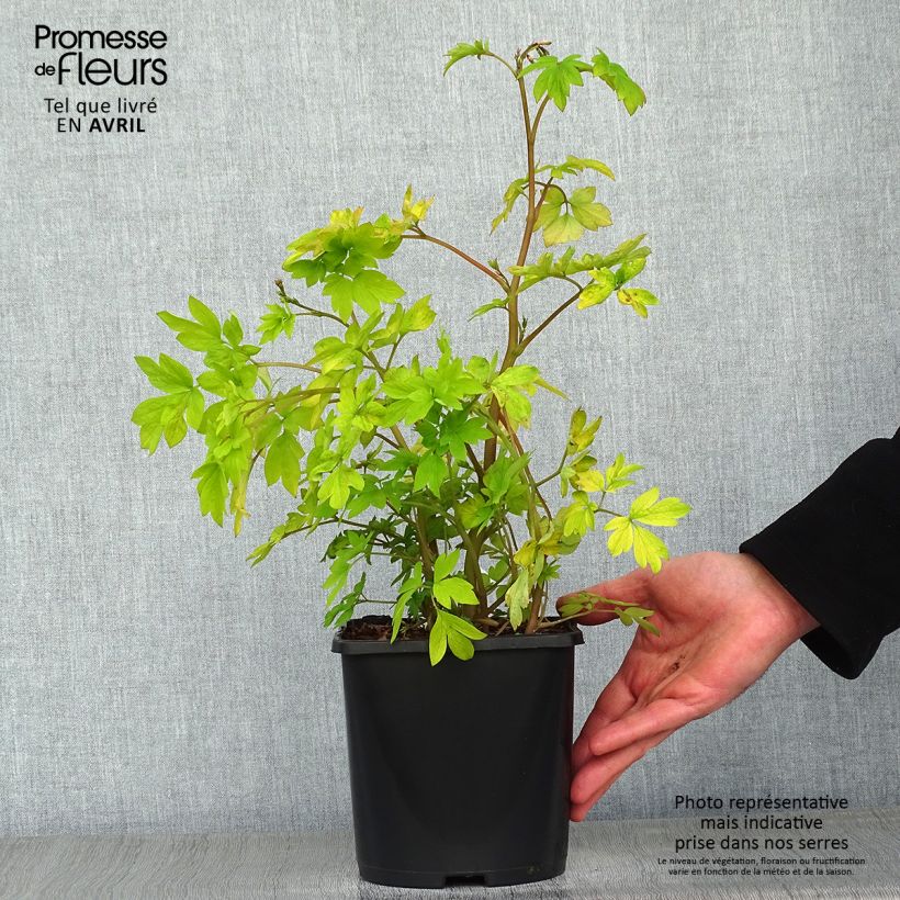 Dicentra spectabilis Yellow Leaf Maceta 3L/4L Ejemplar entregado en la primavera