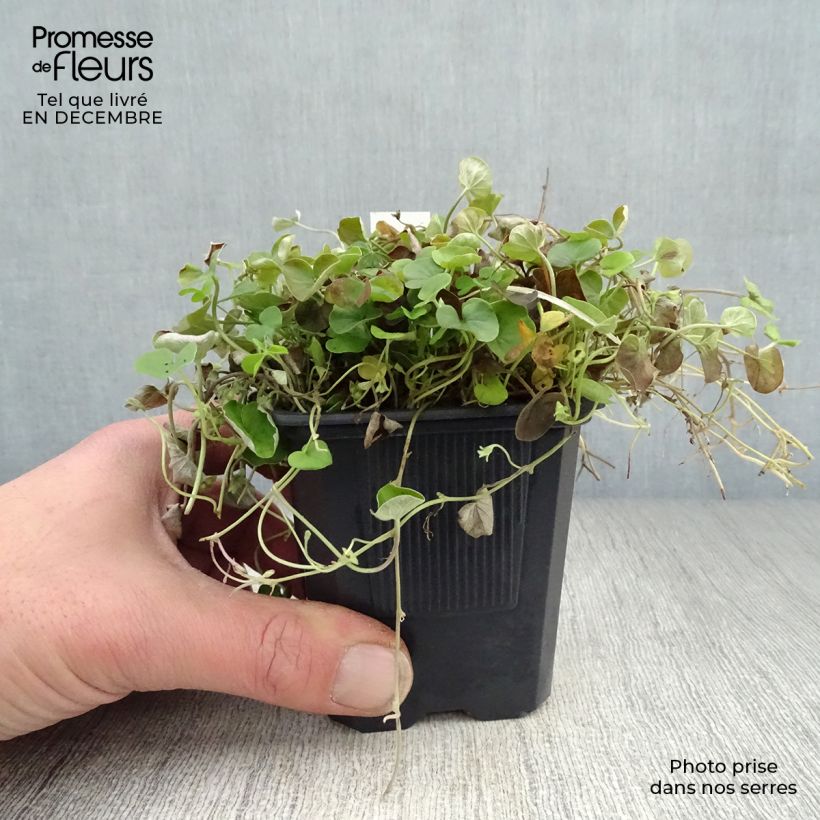 Dichondra repens Maceta de 8/9 cm Ejemplar entregado en invierno