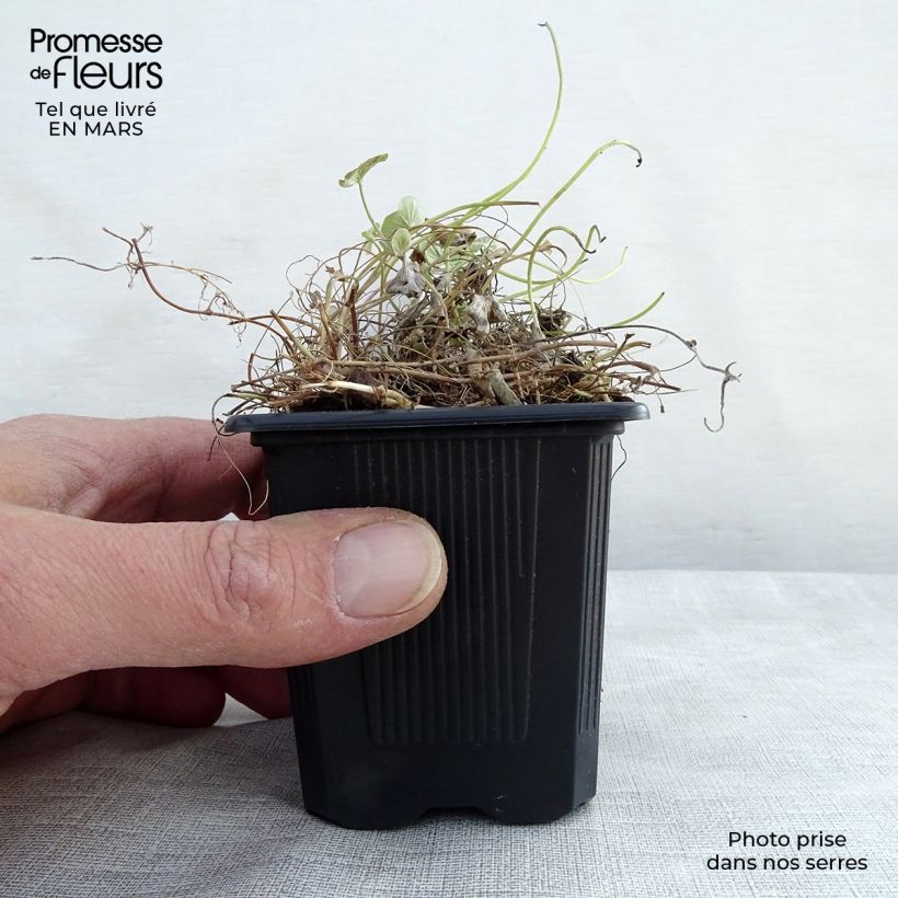 Dichondra repens Maceta de 8/9 cm Ejemplar entregado en la primavera