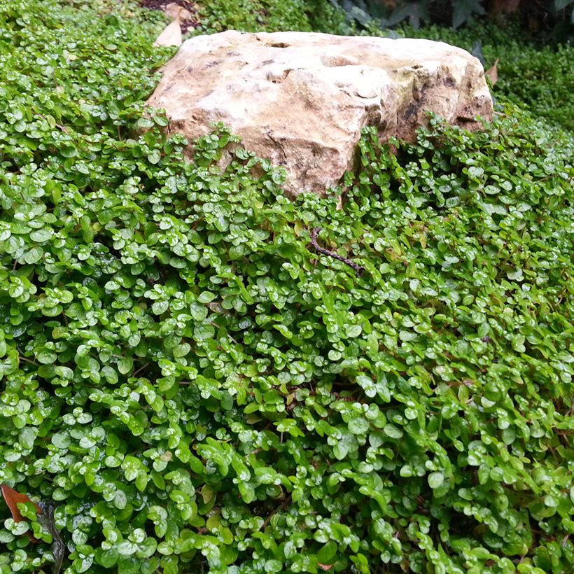 Semillas de césped Dichondra TURFLINE (Porte)