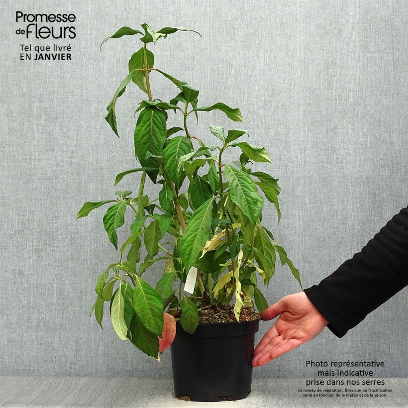 Dichroa versicolor Round Blue Maceta 3L/4L Ejemplar entregado en invierno