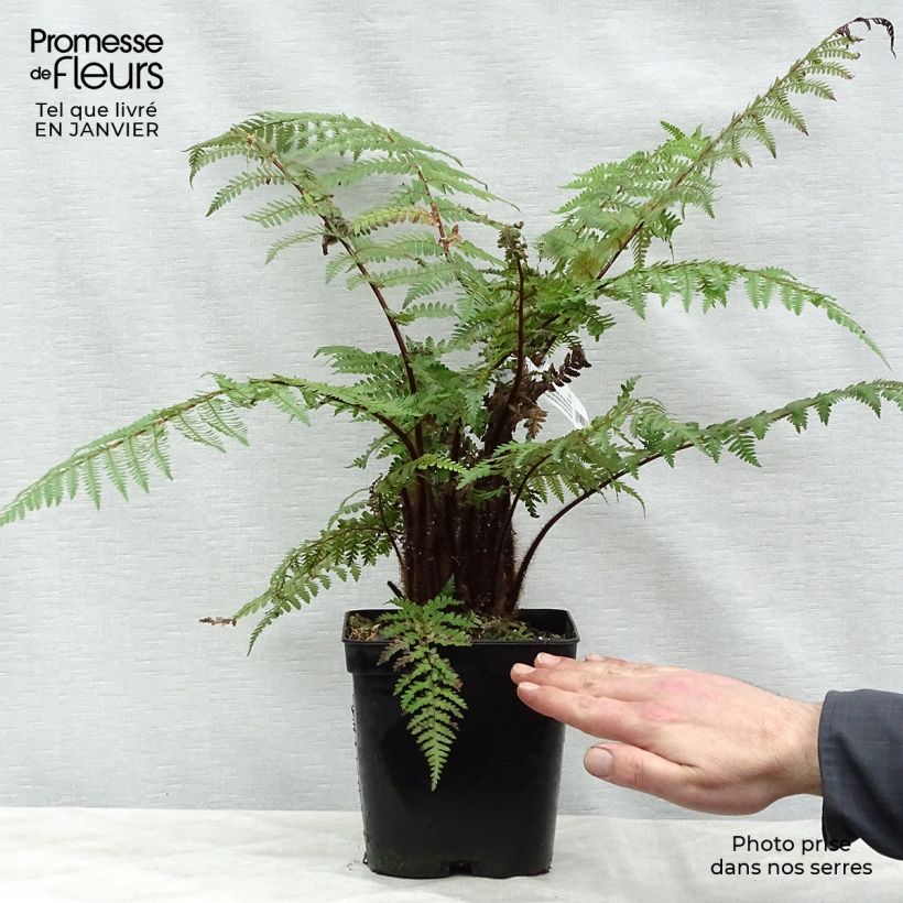 Dicksonia squarrosa - Helecho arborescente Maceta 3L/4L Ejemplar entregado en invierno