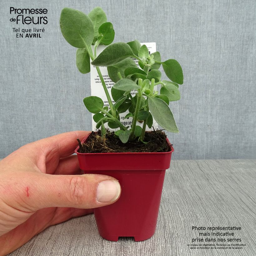 Dicliptera squarrosa - Pega-pega Maceta de 8/9 cm Ejemplar entregado en la primavera