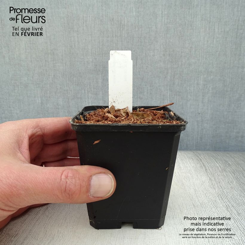 Dictamnus albus - Fraxinela Maceta de 8/9 cm Ejemplar entregado en invierno