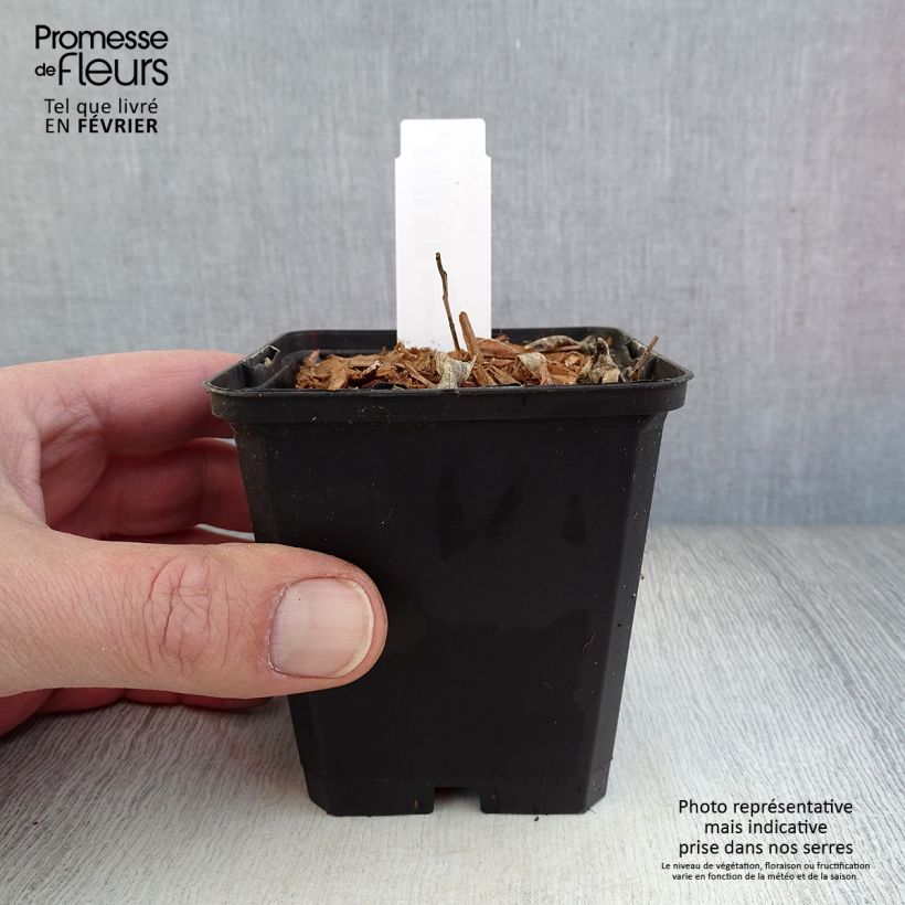 Dictamnus albus var. purpureus - Fraxinela morada Maceta de 8/9 cm Ejemplar entregado en invierno