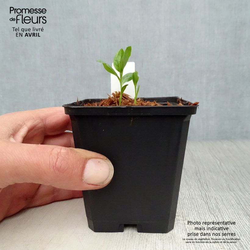 Dictamnus albus var. purpureus - Fraxinela morada Maceta de 8/9 cm Ejemplar entregado en la primavera