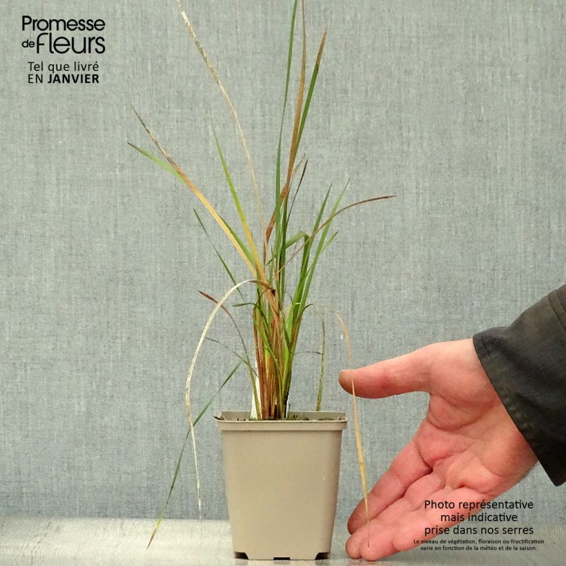 Dierama pulcherrimum Alba - Pluma del ángel rosa Maceta de 8/9 cm Ejemplar entregado en invierno