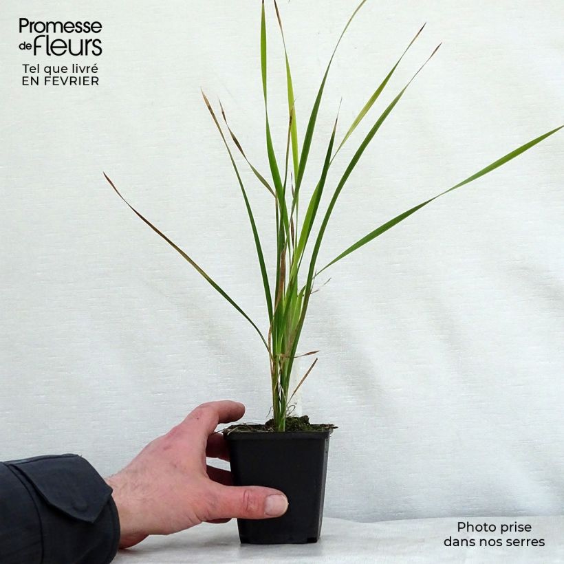 Dierama pulcherrimum Dark Cerise - Pluma del ángel rosa Maceta de 8/9 cm Ejemplar entregado en invierno