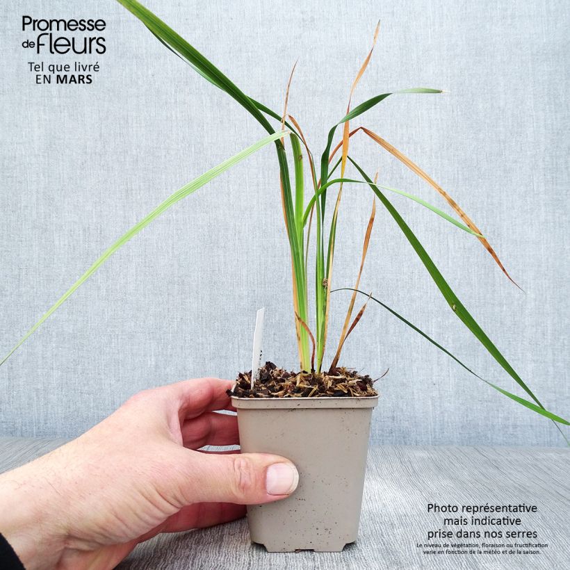 Dierama pulcherrimum Dark Cerise - Pluma del ángel rosa Maceta de 8/9 cm Ejemplar entregado en la primavera