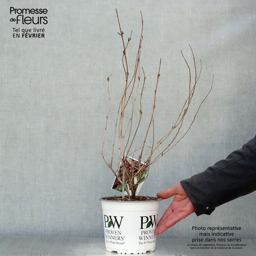 Diervilla Kodiak Black - Brezalillo Maceta 2L/3L Ejemplar entregado en invierno