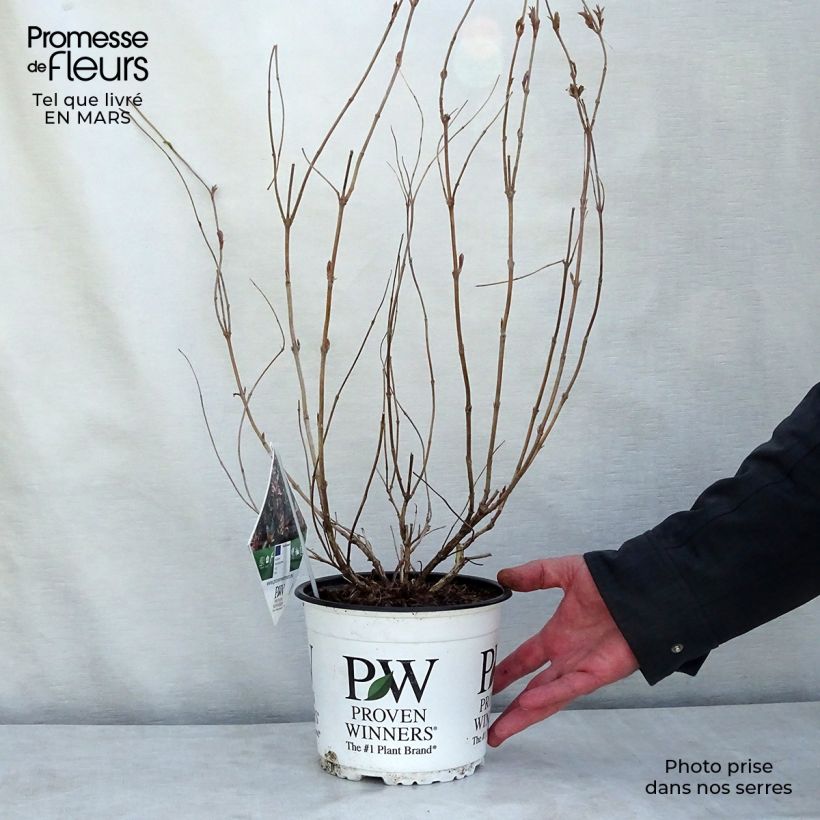 Diervilla Kodiak Red - Brezalillo Maceta 2L/3L Ejemplar entregado en invierno