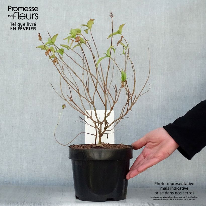 Diervilla rivularis Honeybee - Brezalillo Maceta 2L/3L Ejemplar entregado en invierno