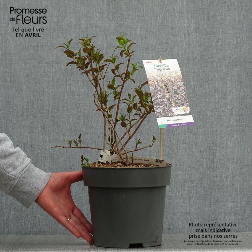 Diervilla rivularis Troja Black - Brezalillo Maceta 4L/5L Ejemplar entregado en la primavera