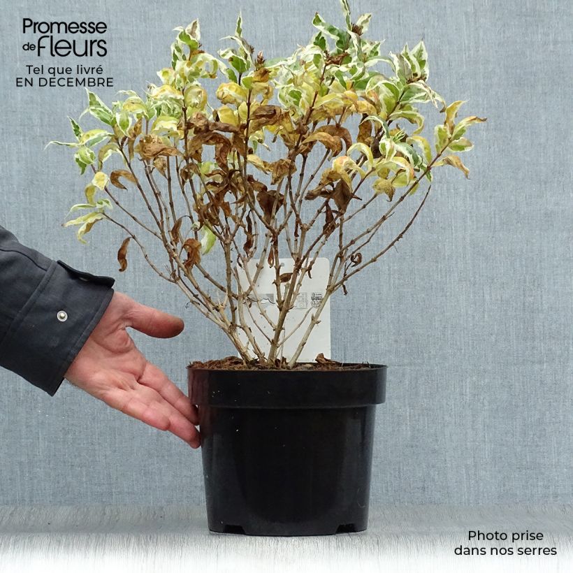 Diervilla sessilifolia Cool Splash - Brezalillo Maceta 3L/4L Ejemplar entregado en invierno