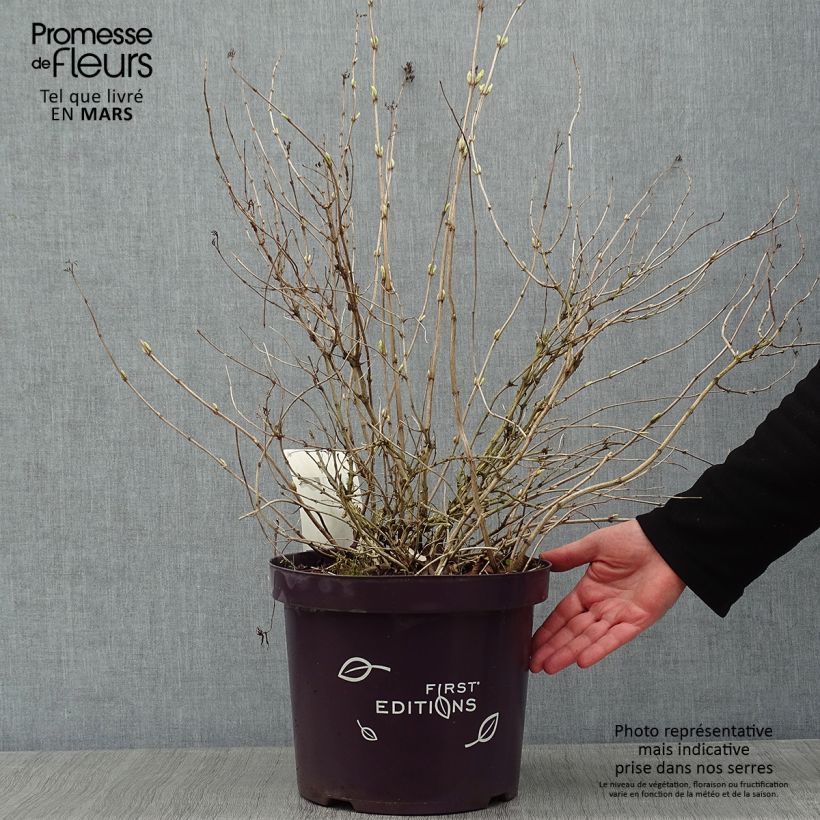 Diervilla sessilifolia Cool Splash - Brezalillo Maceta 7,5L/10L Ejemplar entregado en invierno