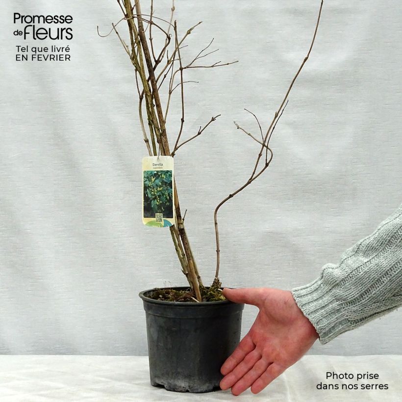 Diervilla splendens - Brezalillo Maceta 2L/3L Ejemplar entregado en invierno