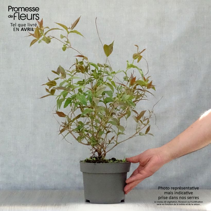 Diervilla splendens - Brezalillo Maceta 2L/3L Ejemplar entregado en la primavera