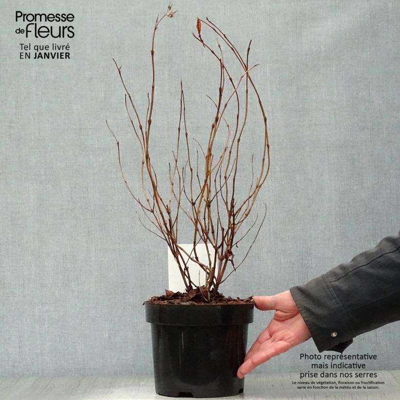 Diervilla splendens Diva - Brezalillo Maceta 3L/4L Ejemplar entregado en invierno