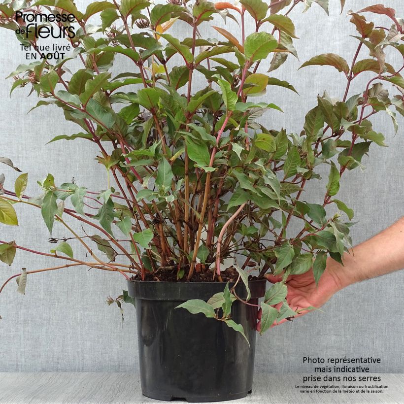 Ejemplar de Diervilla splendens Diva - Brezalillo Maceta 7,5L/10L entregado en verano