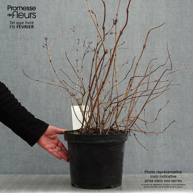 Diervilla splendens Diva - Brezalillo Maceta 7,5L/10L Ejemplar entregado en invierno