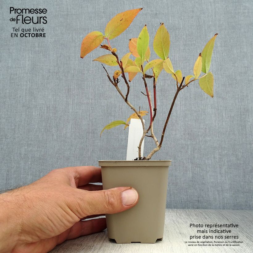 Ejemplar de Diervilla splendens - Brezalillo Maceta de 8/9 cm entregado en otoño