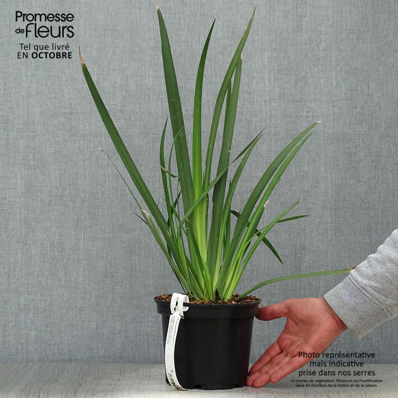 Ejemplar de Dietes grandiflora - Iris de Sudáfrica Maceta 2L/3L entregado en otoño