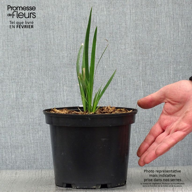 Dietes grandiflora - Iris de Sudáfrica Maceta 2L/3L Ejemplar entregado en invierno